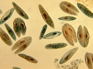 Rowan and peyton dating in real life Asexual reproduction in paramecium caudatum and paramecium